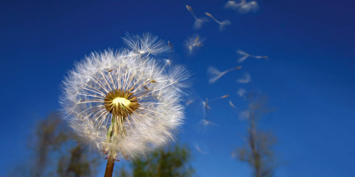 SIbi dandelion nọ ofou o bi fou vrẹ.