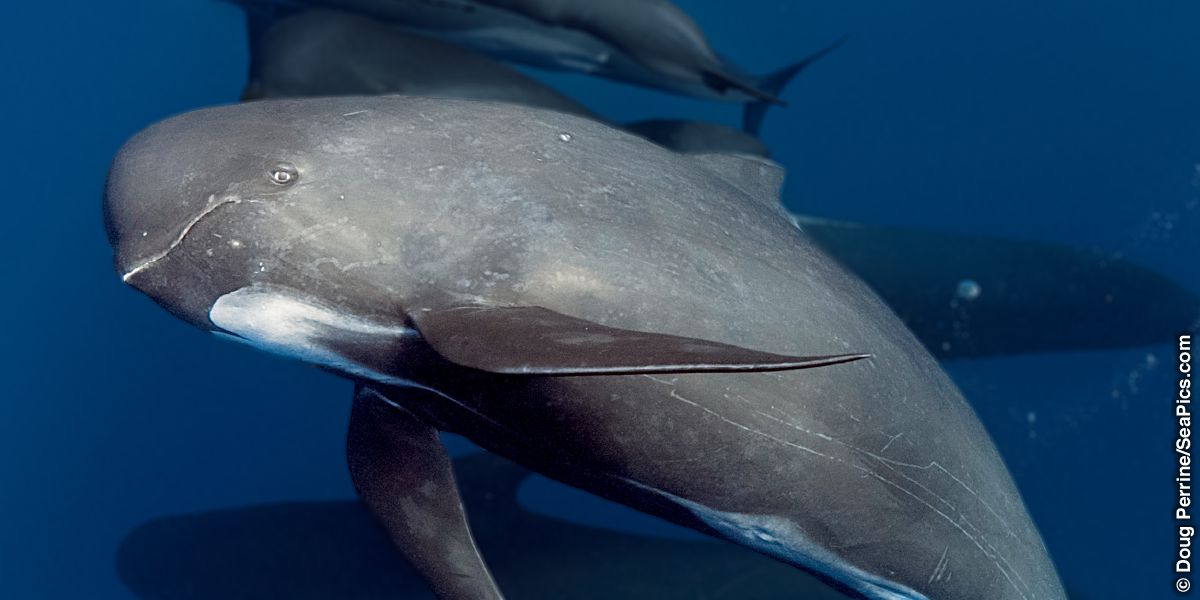 Pilot whale