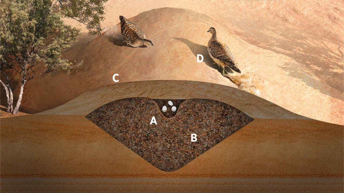 Uwoho malleefowl, ọrọ ọzae avọ ọrọ aye gbe uwou rai. A. Ike esa e rrọ oria nọ a re fi ike họ. B. Ebe nọ i gbo no e rrọ oria nọ a re fi ike họ. C. A nwo ẹkpẹ fihọ ehru ike na. D. Ọrọ ọzae na ọ be rrọ awọ nwo ẹkpẹ fihọ uwou na, yọ ọrọ aye na o bi rri.