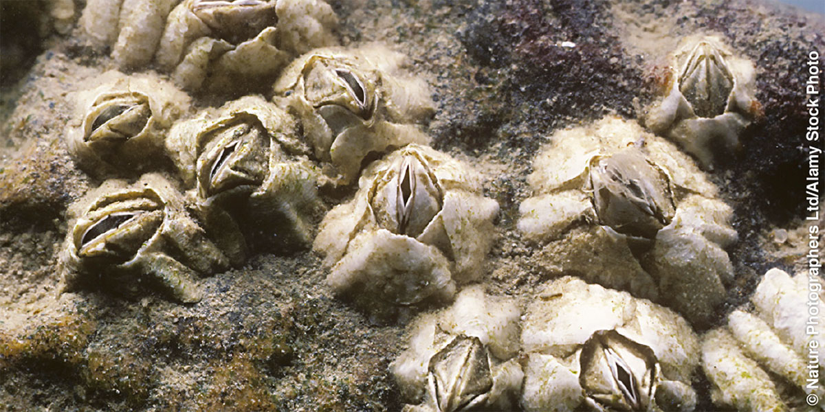 Emera nọ a re se Barnacle