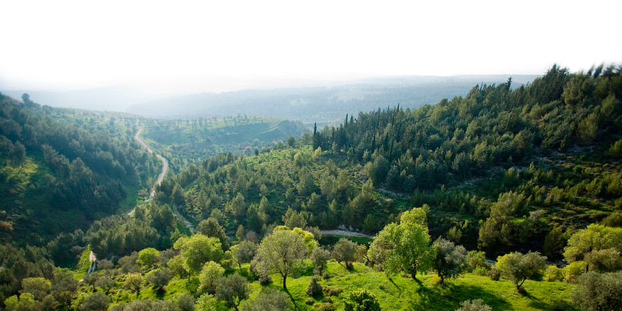 Owhawho nọ a re se Biriya Forest nọ o rrọ Galilee