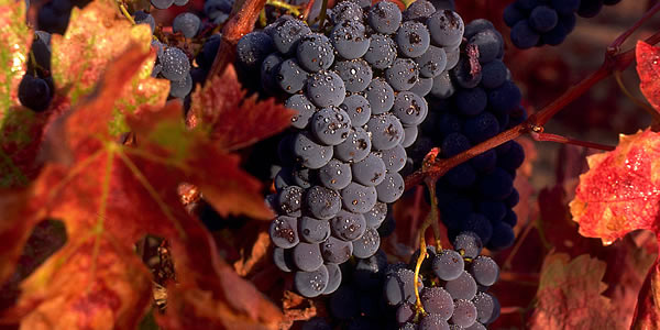 Grappoli d’uva pronti per la raccolta.