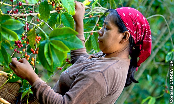Una donna raccoglie chicchi di caffè