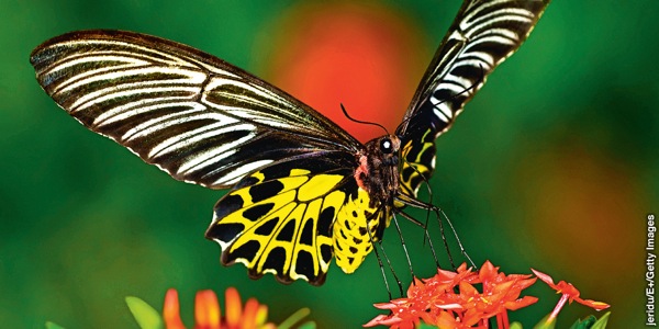 Farfalla
