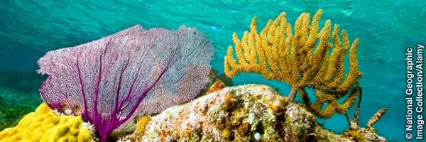 Barriera corallina del Belize