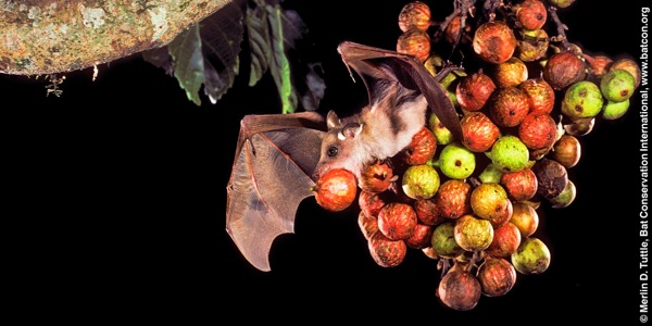 Pipistrello frugivoro mangia frutta da un albero