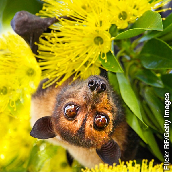 Pipistrello frugivoro