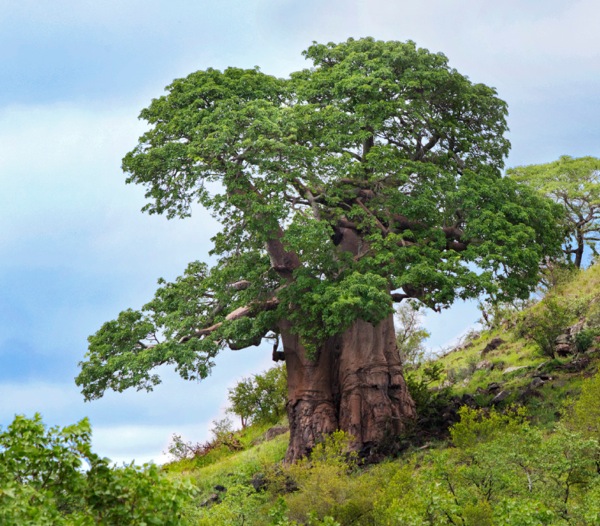 Baobab