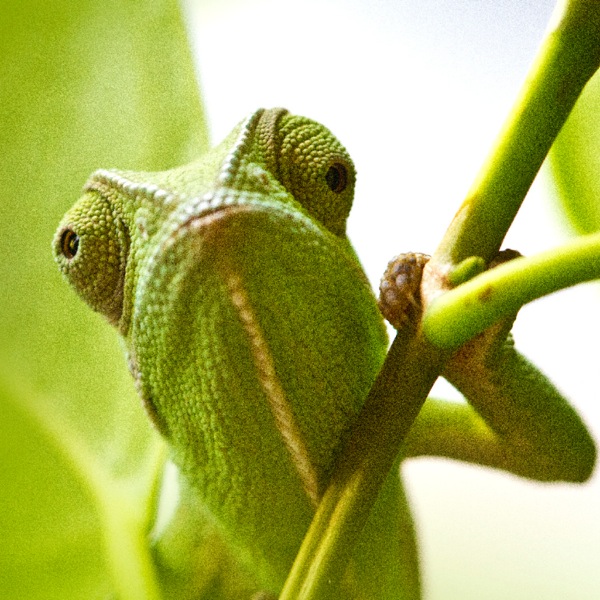 Un camaleonte che si mimetizza con una foglia verde