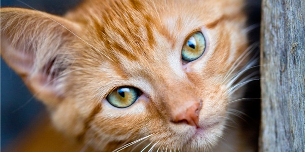 Un gatto