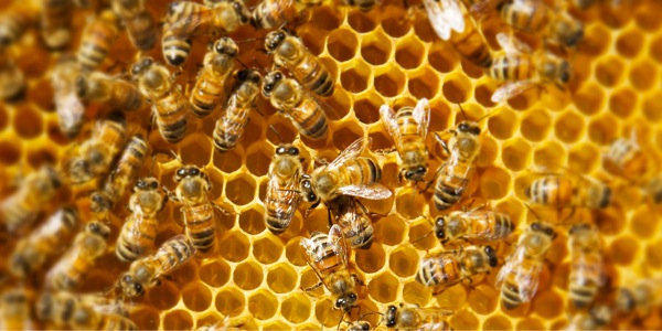 Api all’opera nel loro alveare