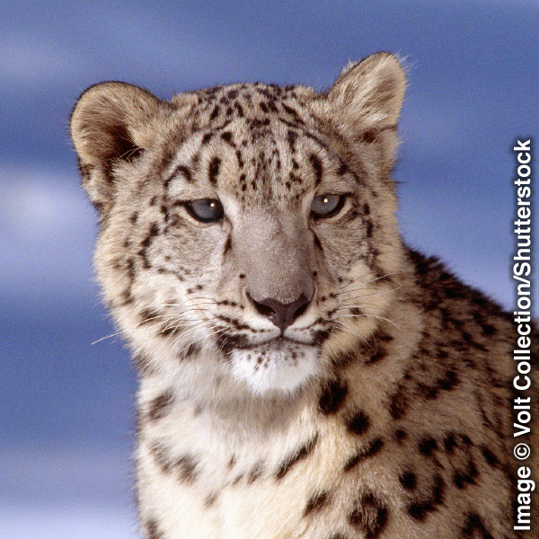 Leopardo delle nevi
