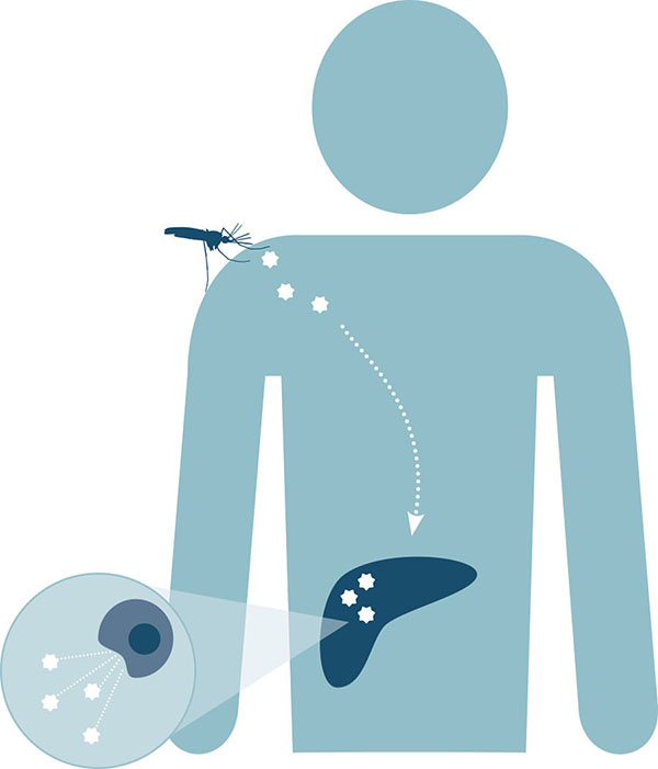Disegno che illustra come i parassiti della malaria si diffondono all’interno dell’organismo
