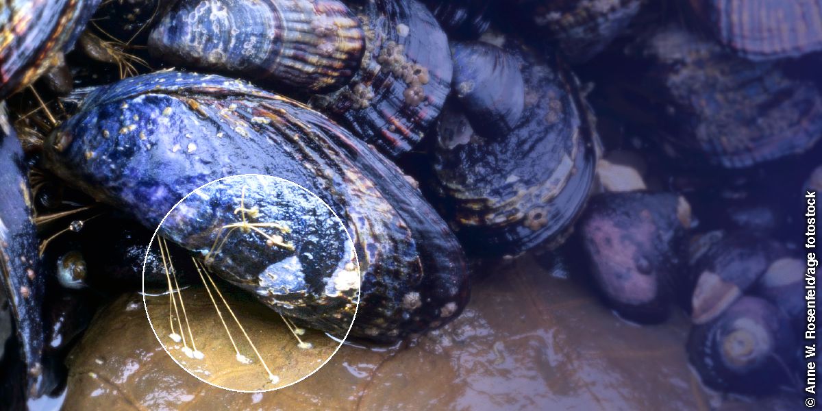 Cozze