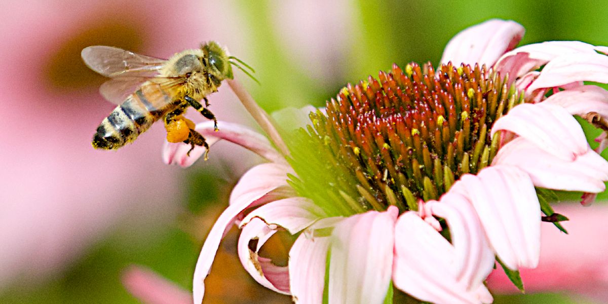 Un’ape si posa su un fiore