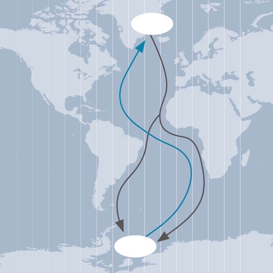 Il percorso sull’Oceano Atlantico della migrazione della sterna artica