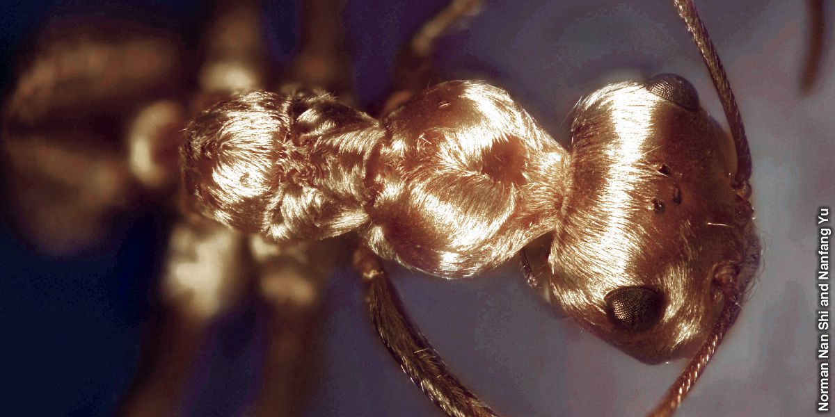 La formica d’argento del Sahara