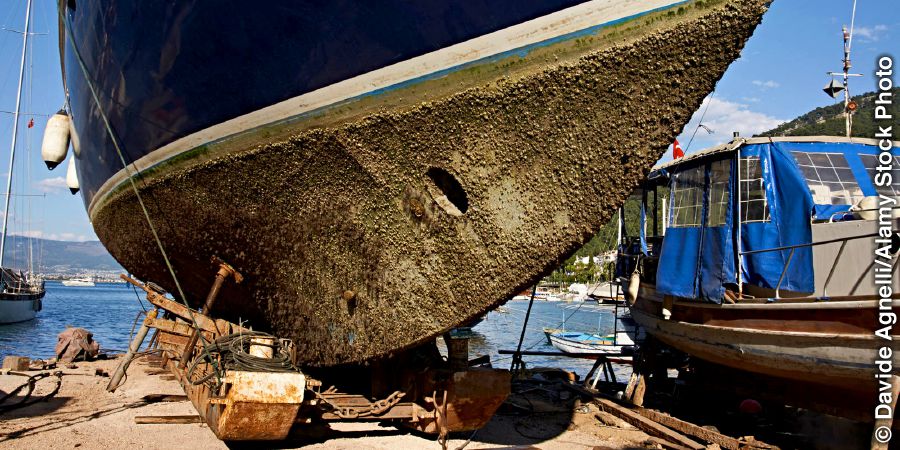 Cirripedi sullo scafo di una nave