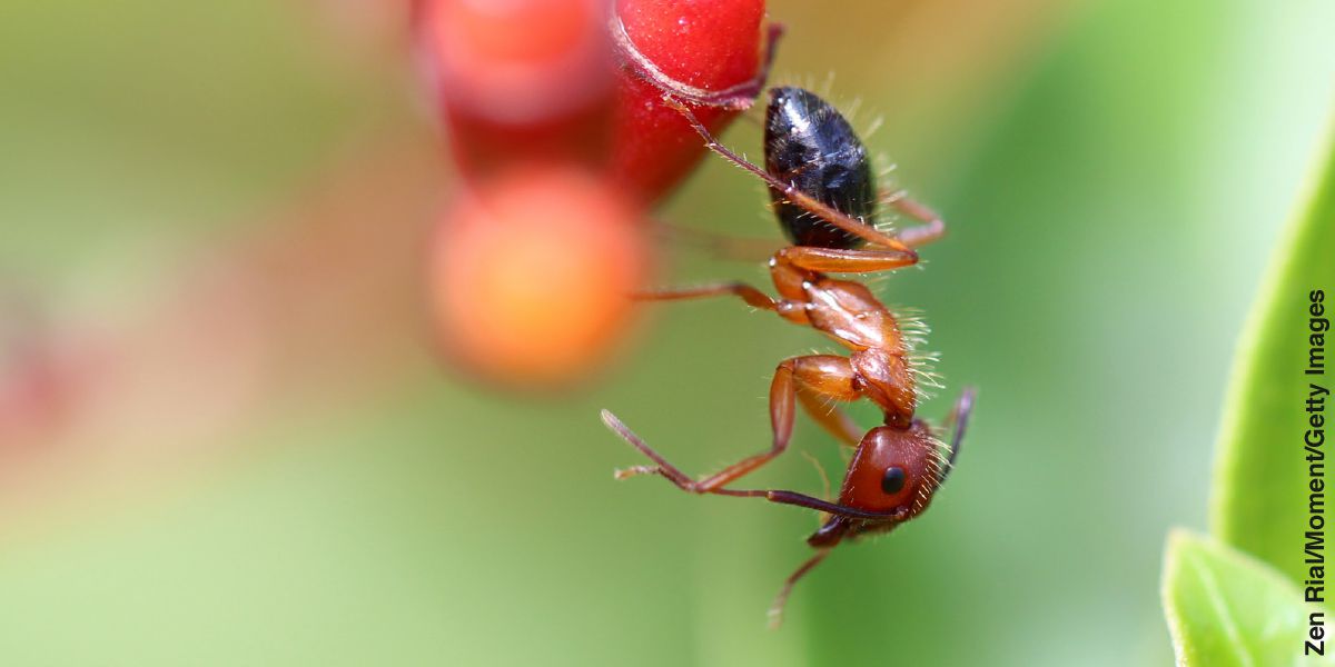 Una formica carpentiere si pulisce le antenne
