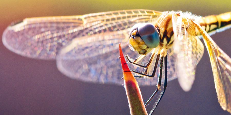 Una libellula