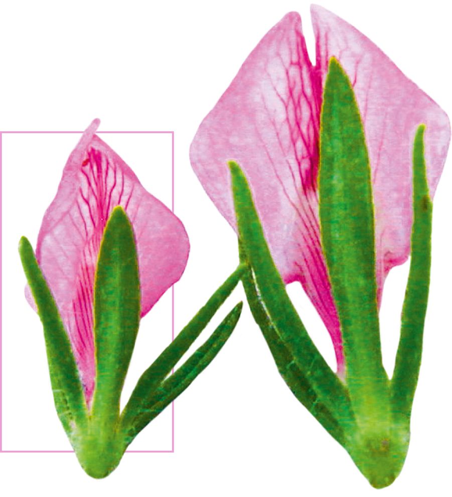 Un pianta mutante con grandi fiori