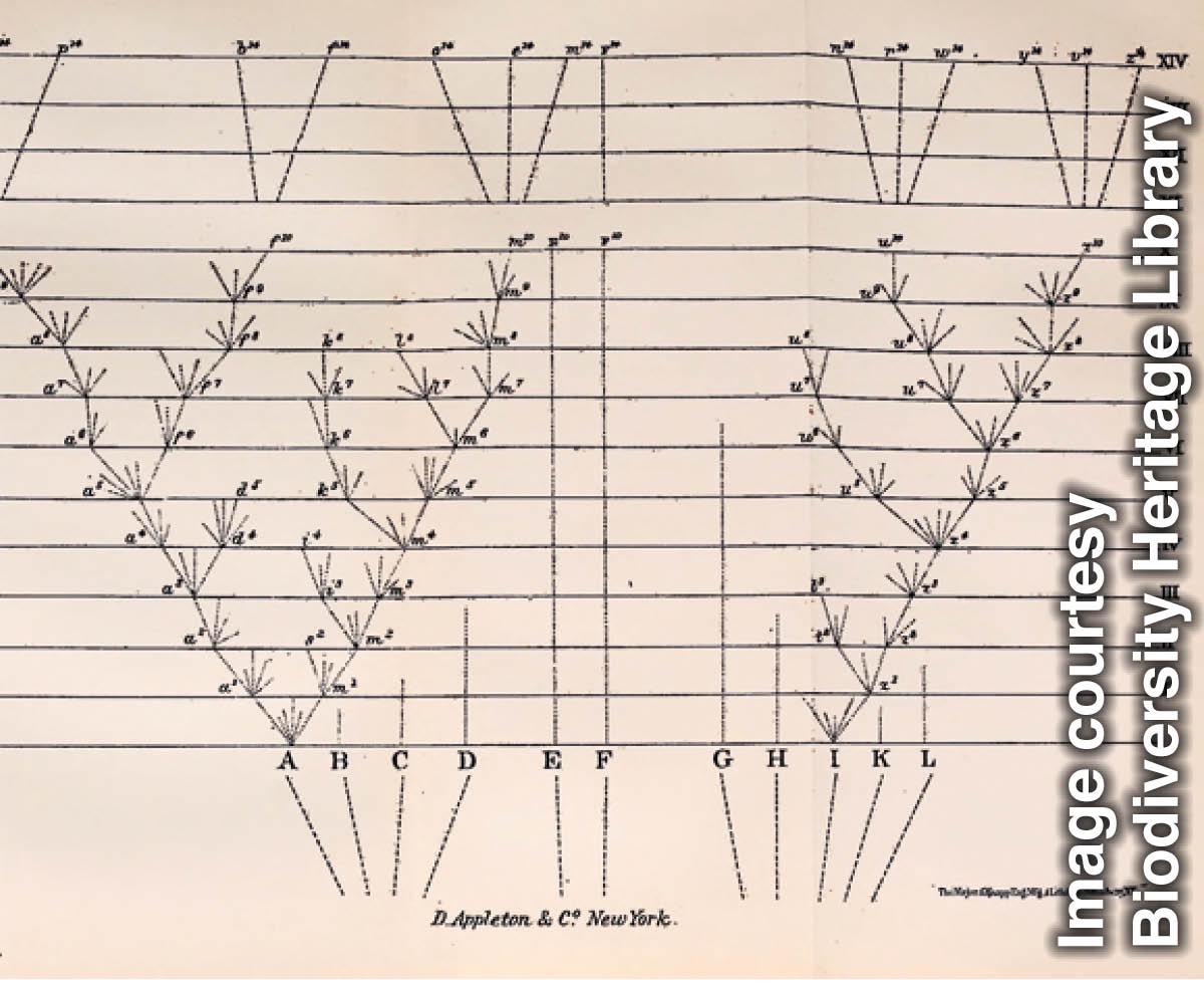 L’albero della vita di Charles Darwin che raffigura le specie e i loro antenati comuni