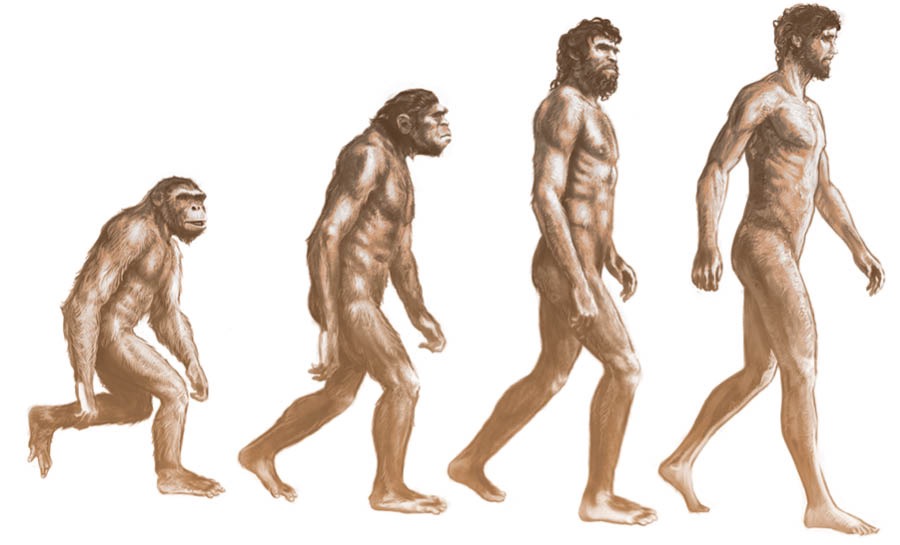 Sequenza che porta dalla scimmia all’uomo secondo la teoria dell’evoluzione