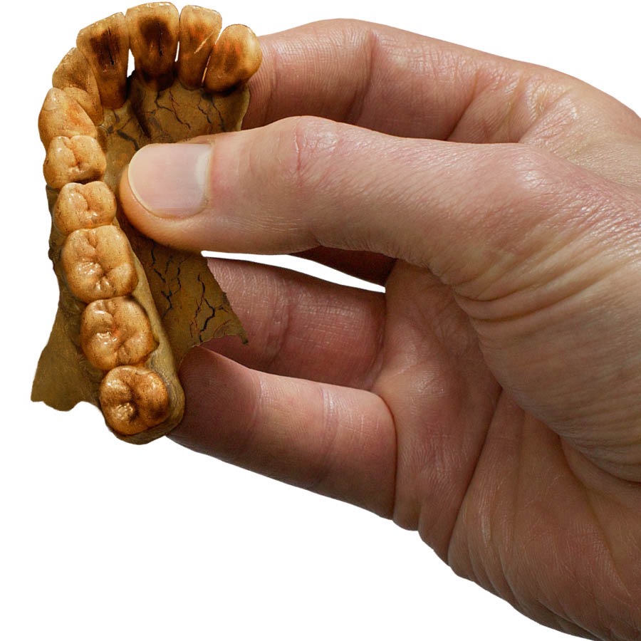 Denti fossilizzati