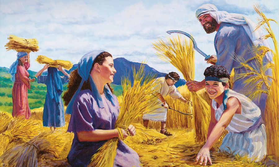 Persone che mietono il grano