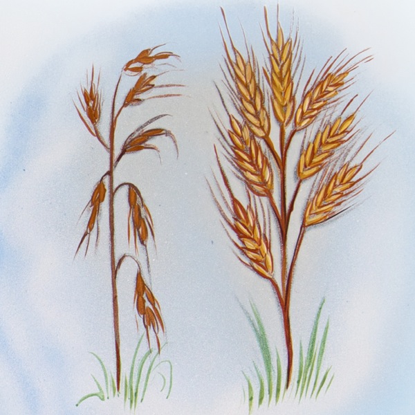 Una spiga di grano sottile e bruciata e una spiga di grano piena e matura