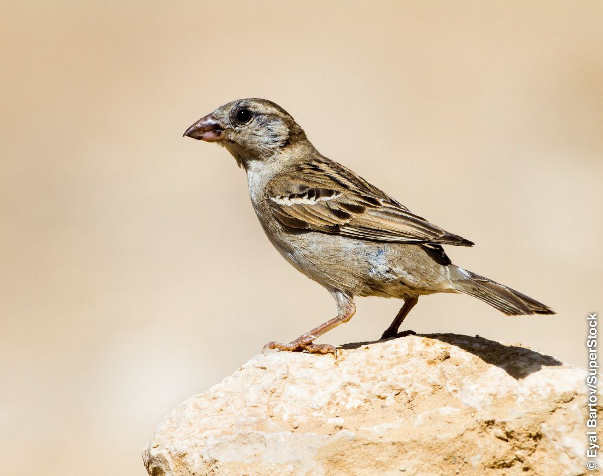 Passero