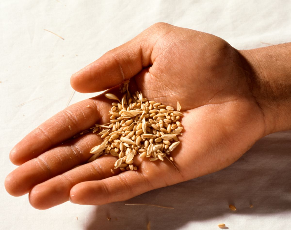 Chicchi di grano