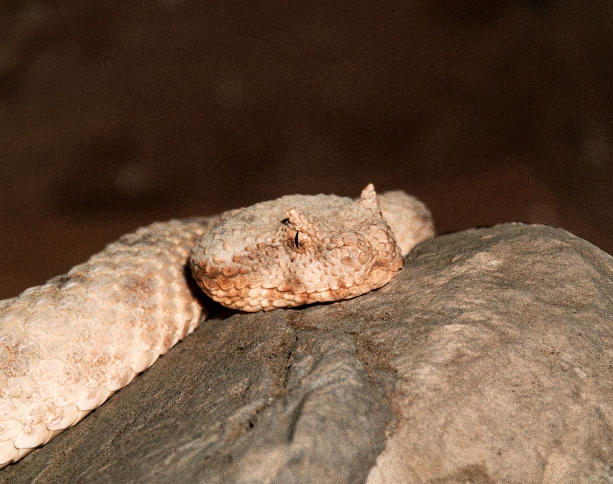 Vipera cornuta