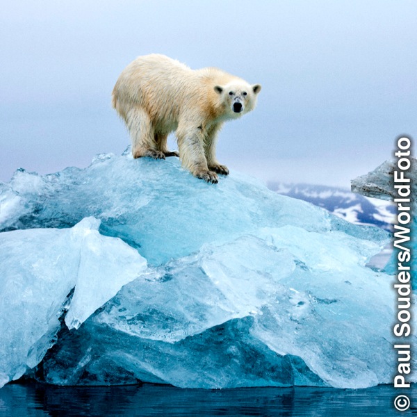 Un orso polare su una piccola calotta di ghiaccio