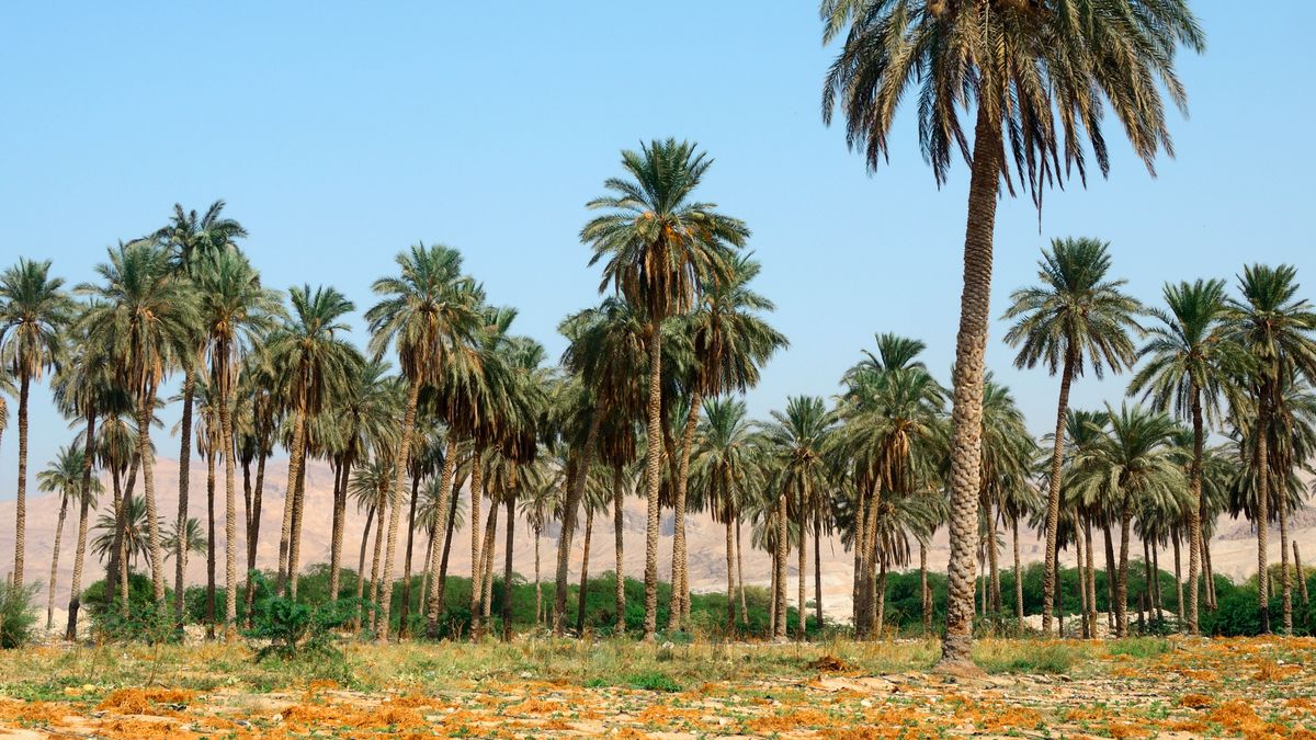 Un terreno in cui ci sono palme da dattero e altra vegetazione.
