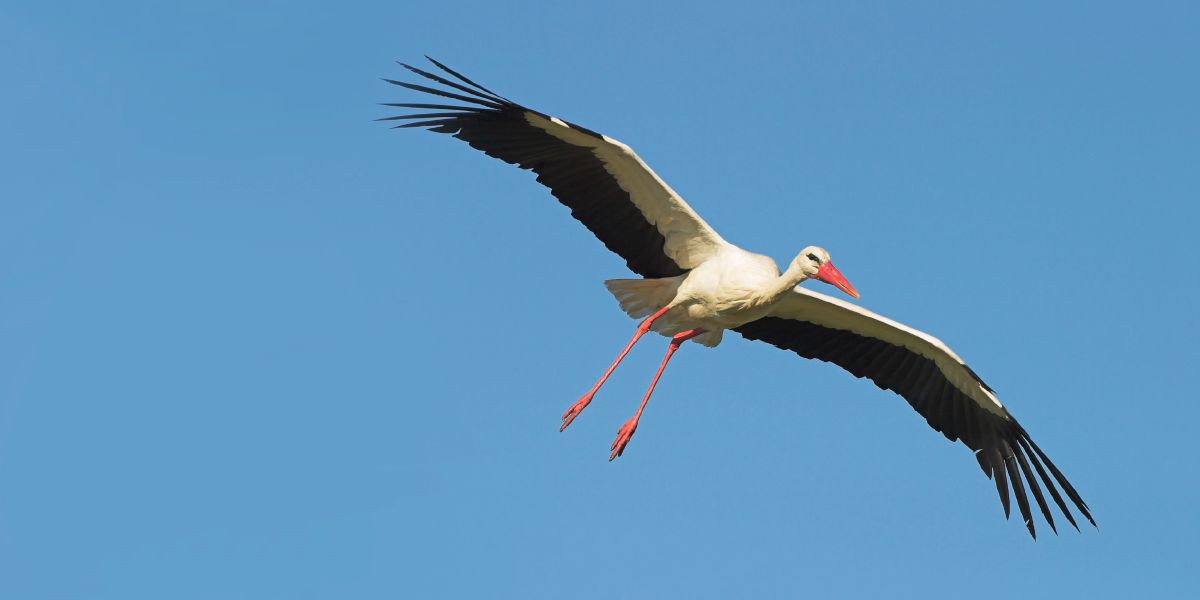 Una cicogna