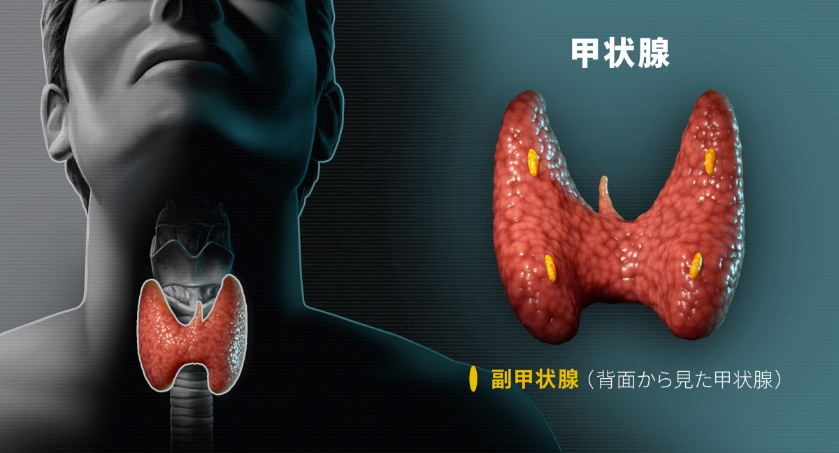 甲状腺の模型図。1.前から見た首のところにある甲状腺。2.背面から見た甲状腺に，副甲状腺があるのが見える。