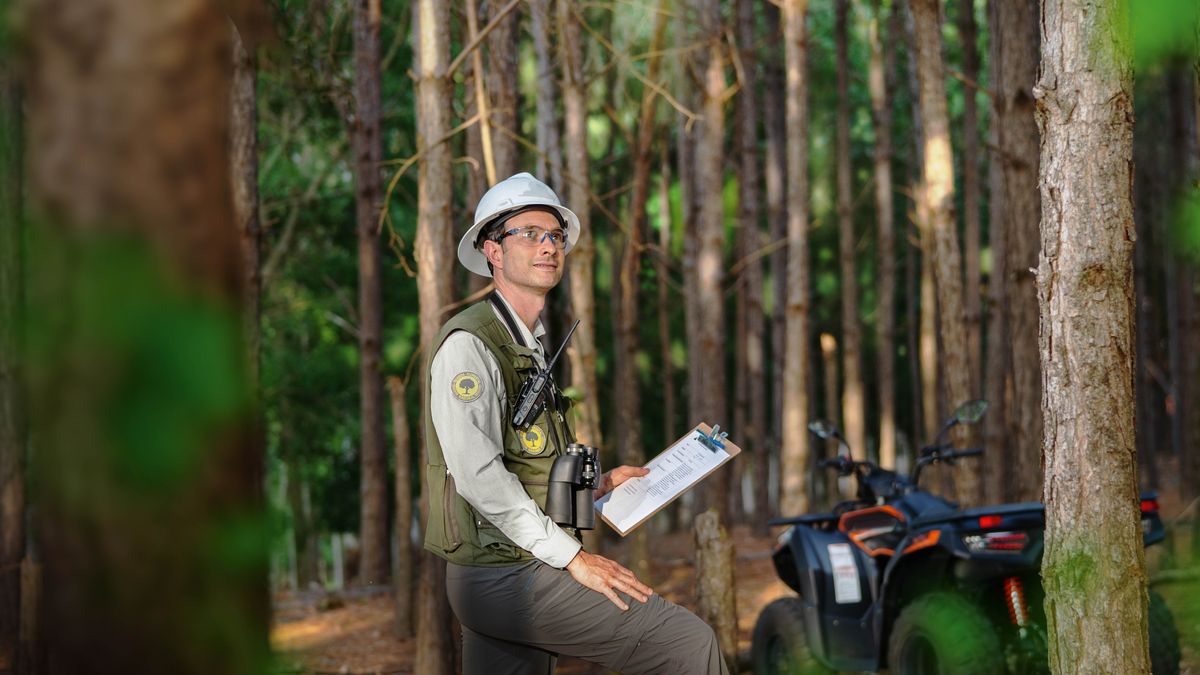 Petugas sing ngrawat hutan lagi ngecèk wit-witan.