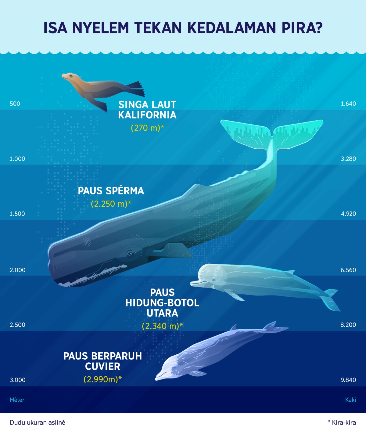 Kemampuan nyelemé mamalia laut. 1. Singa laut Kalifornia: 270 mèter. 2. Paus spérma: 2.250 mèter. 3. Paus hidung-botol utara: 2.340 mèter. 4. Paus berparuh Cuvier: 2.990 mèter.