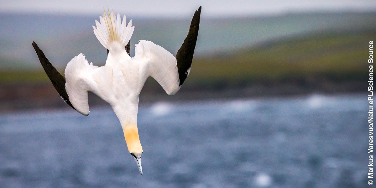 Manuk gannet nyelem.