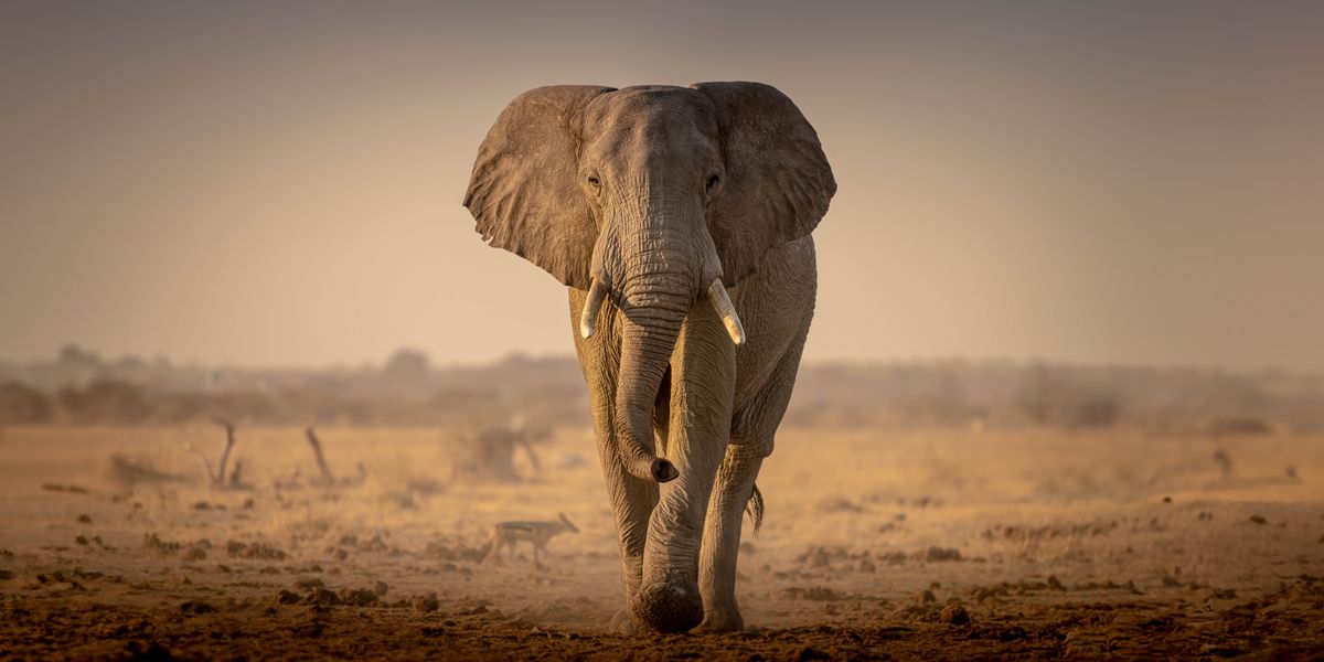 Gajah mlaku dhèwèkan ing dhaérah sing gersang ing Afrika.