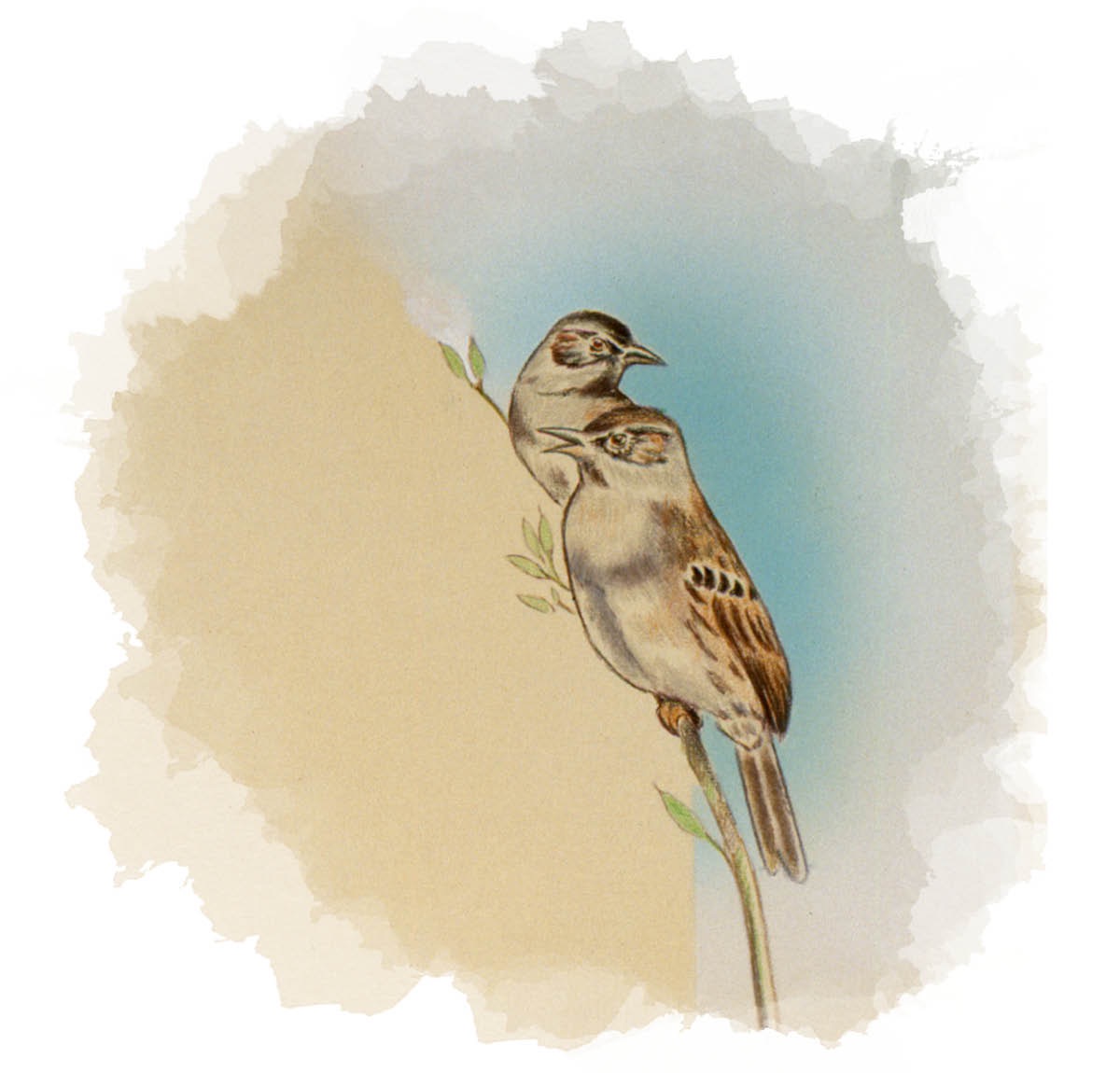 Manuk emprit loro