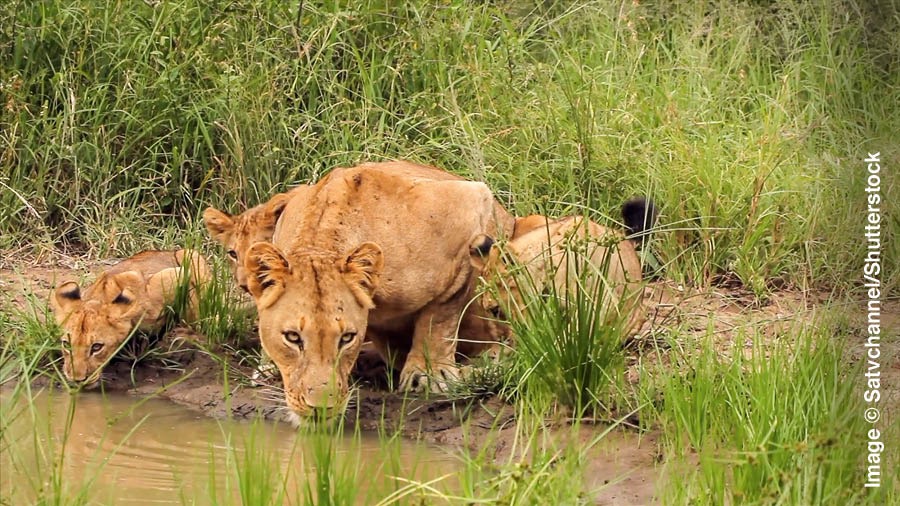 Singa karo anaké ngombé ing kolam.