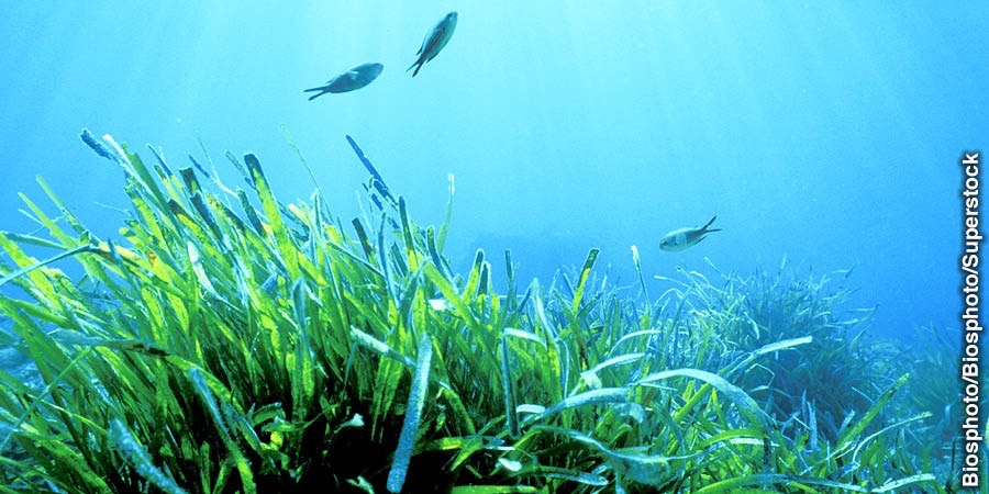 Rumput laut