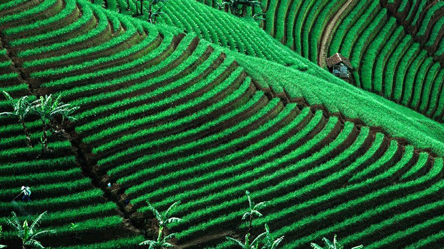 Pemandhangan kebon tèh.