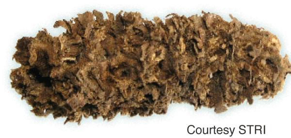 [საავტორო უფლება]