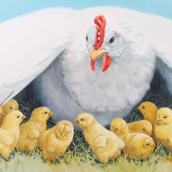 კრუხი თავის ფრთებქვეშ იკრებს წიწილებს