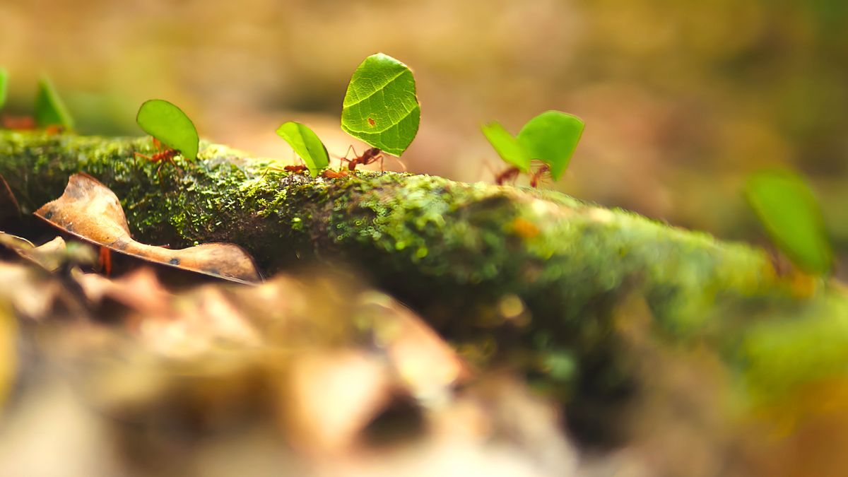 ჭიანჭველებს ფოთლის ნაწილები მიაქვთ.