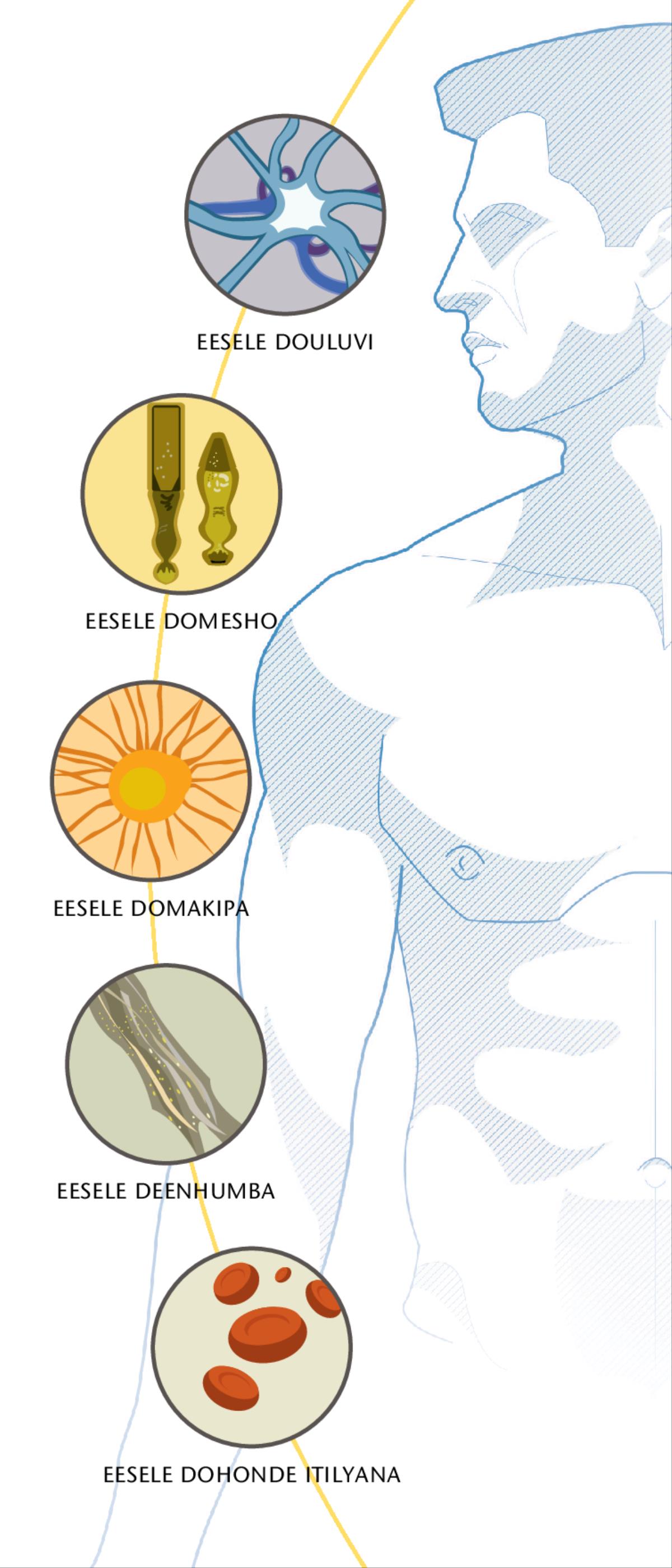 Osele youluvi, eesele domesho, eesele domakipa, eesele deenhumba nosho yo eesele dohonde itilyana