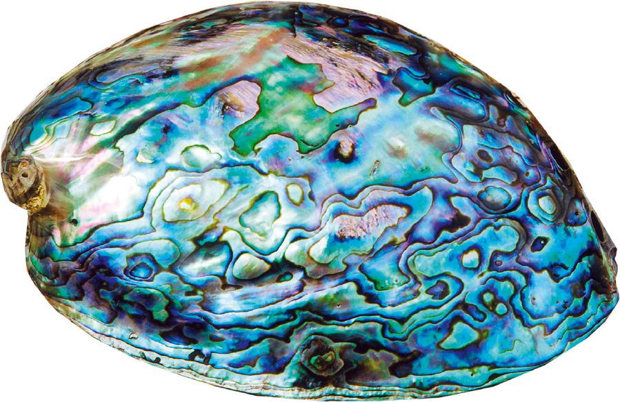 Şeytanokê avî an Abalone